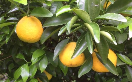 自然栽培小夏 3kg / 柑橘 自然 無農薬 土佐市 【有限会社四万十くじら】 [BQBR016]