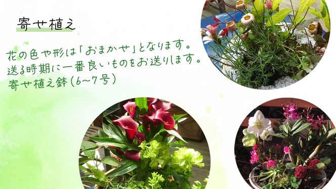 【 確実園 オリジナル 】 寄せ植え DX （おまかせ1点） ガーデニング 花 はな フラワー 鉢 鉢植え [BG010us]