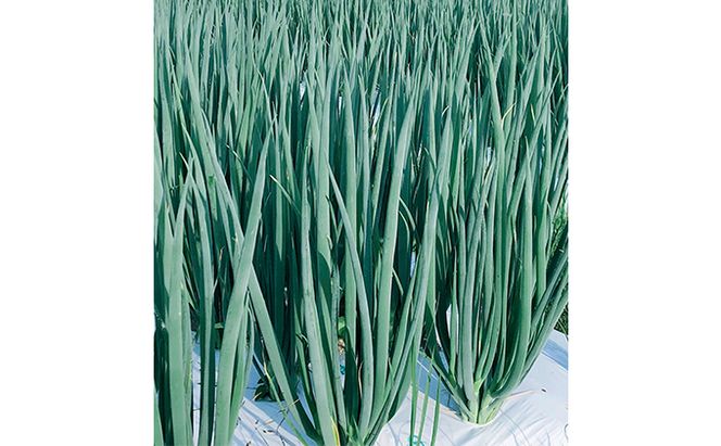 【6か月定期便】生産農家直送 京野菜・九条ねぎ2kg〈定期便 ねぎ ネギ 葱 九条ねぎ 京野菜 京都 新鮮 甘い 農家直送 野菜〉 6ヶ月 6回 半年 