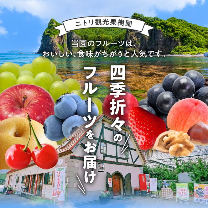 【先行予約：2026年9月中旬以降発送】フルーツ王国余市産「旅路・ナイアガラ・キャンベル」3kg【ニトリ観光果樹園】_Y074-0128
