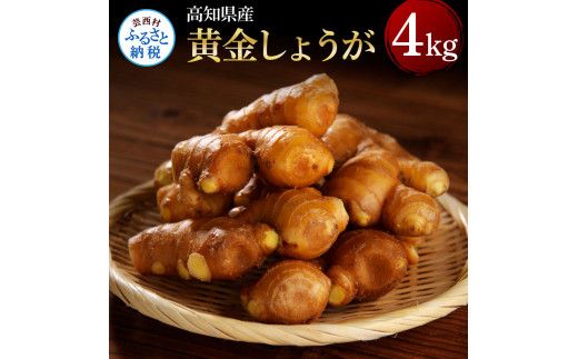[CF-R7hbk]SNS002 高知県産黄金しょうが4kg - しょうが ショウガ 生姜 坂田信夫商店 黄金しょうが 高知 国産 生姜焼き しょうが湯 ふるさとのうぜい 故郷納税 15000円 返礼品 高知県産