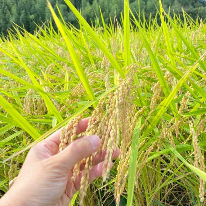 【2026年9月下旬より順次発送】★新米★R8年産 かすみ米 10kg(白米または玄米)【茨城県共通返礼品/潮来市】｜米 お米 新米 こめ かすみ米 10kg 白米 玄米 共通返礼品 茨城県共通返礼品 数量限定 先行予約 人気 送料無料(BI-89)