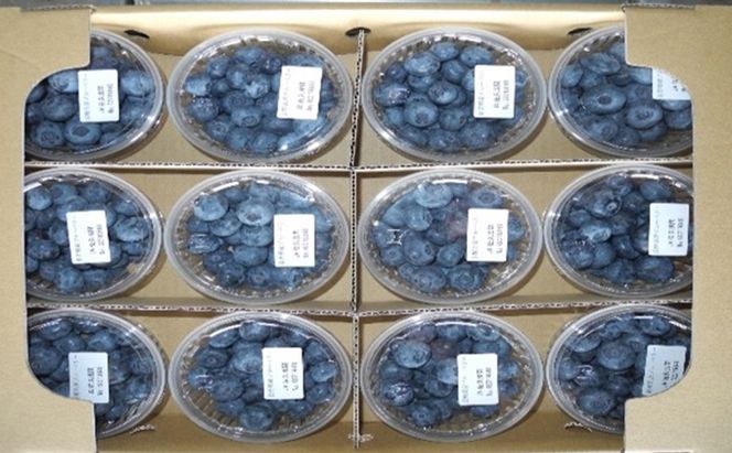 先行予約 2026年発送 信州小諸産 大粒生ブルーベリー 約1.2kg 12パック入 長野県産 果物 フルーツ 風味豊か 小諸市