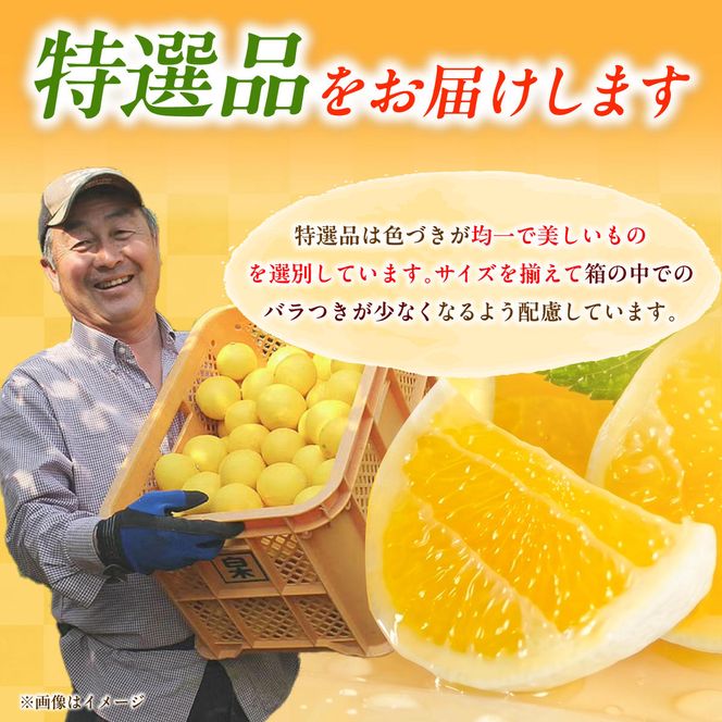 【先行予約】＜果樹園直送＞土佐小夏 特選品贈答用 約5kg 5キロ〈2027年5月下旬～6月下旬頃発送〉  / こなつ 小夏 日向夏 ニューサマーオレンジ 柑橘 かんきつ 柑橘類 フルーツ 果物 くだもの 果実 デザート おやつ【白木果樹園】 [BQAI028]
