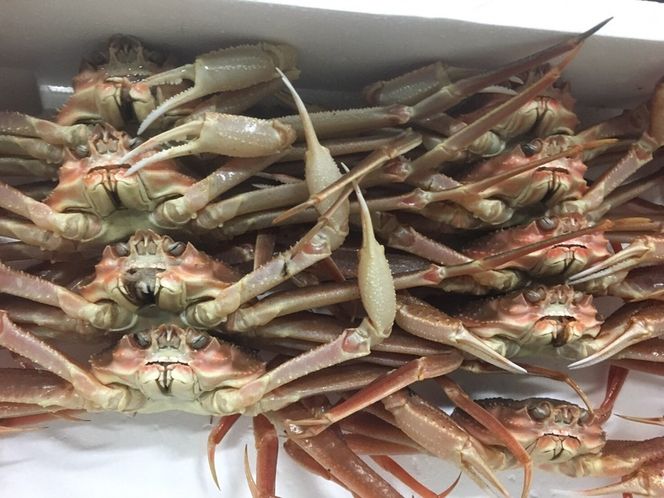 1102.【ボイル】訳あり　松葉ガニおまかせ2kg（3～7枚）※2025年11月上旬～2026年3月下旬頃に順次発送予定※着日指定不可 313726_AL036