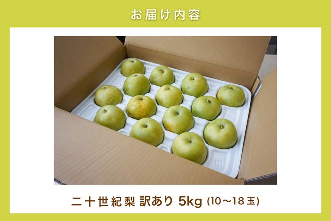 2026年産 先行予約【梨 訳あり 20世紀梨 5kg（10～18玉）】生産者応援商品！【令和8年9月上旬以降発送予定】ご家庭用 ジャム 加工用 傷あり 不揃い 訳あり 二十世紀梨 兵庫県  香美町 香住梨 フルーツ フルーツ先行予約 ナシ 青梨 和梨 JAたじま 10000円 12-23