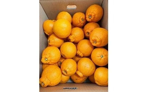 【ご家庭用訳あり】紀州有田産不知火(しらぬひ) 約8.5kg 【予約】※2026年2月中旬頃〜2026年3月中旬頃に順次発送予定(お届け日指定不可)【uot507A】