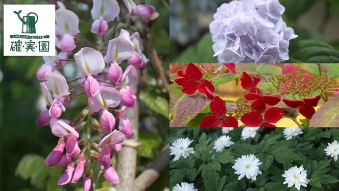 クロトンノキ グリーンエレガンス 5号ポット 1点 家庭 で 園芸 鉢植え 苗 庭木 果樹 ガーデニング 植物 確実園 観葉植物 インテリア 植木鉢 [BG019us]