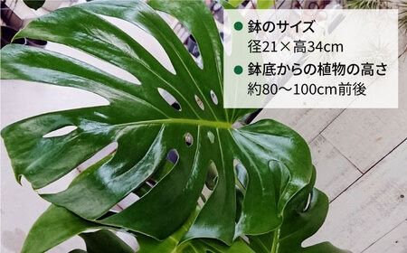 モンステラ （ 大 ） （ スクエアポット ） 糸島市 / cocoha [AWB021] 観葉植物 室内 大きい