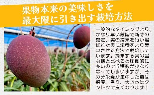 《2026年7月以降発送》最高糖度20度！？ 完熟！3Lサイズ　石垣島産冬眠マンゴー 【 沖縄 石垣 数量限定 フルーツ マンゴー 冷凍 完熟 真空 】TF-17-1_R8