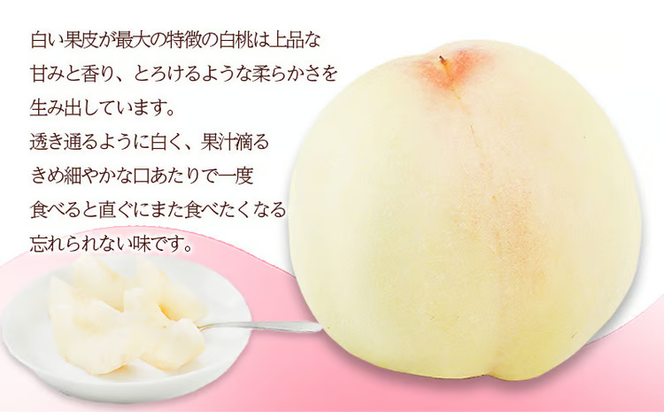 桃 2026年 先行予約 岡山 の 白桃 8玉（合計1.7kg以上）化粧箱入り もも モモ 岡山県産 国産 フルーツ 果物 ギフト デザート 上品な甘み とろける 産地直送 [№5735-1467]