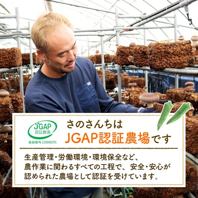 オクラ 500g おくら 野菜 生オクラ やさい さのさんち JGAP認証農場 国産 調理 旬 夏 肉巻き 天ぷら 静岡県 藤枝市