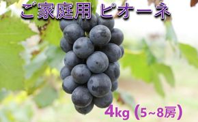 ぶどう 【2026年 先行予約】 訳あり ご家庭用 ピオーネ 4kg(5～8房) 葡萄 フルーツ 岡山 高梁市産 こあに葡萄園