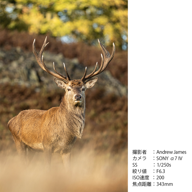 SIGMA 60-600mm F4.5-6.3 DG DN OS | Sports【ソニーEマウント】