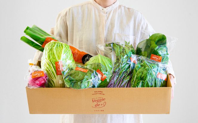 旬の新鮮なお野菜を産地直送！ベジプラ特選 旬の野菜セット【定期便：12回　毎月お届け】 / 野菜 詰め合わせ セット 野菜セット 新鮮 ギフト やさい 苦みが少ない 甘みが強い Veggie de＋【野菜例：キャベツ 水菜 ミニトマト レタス とろり葱 ほうれん草等】