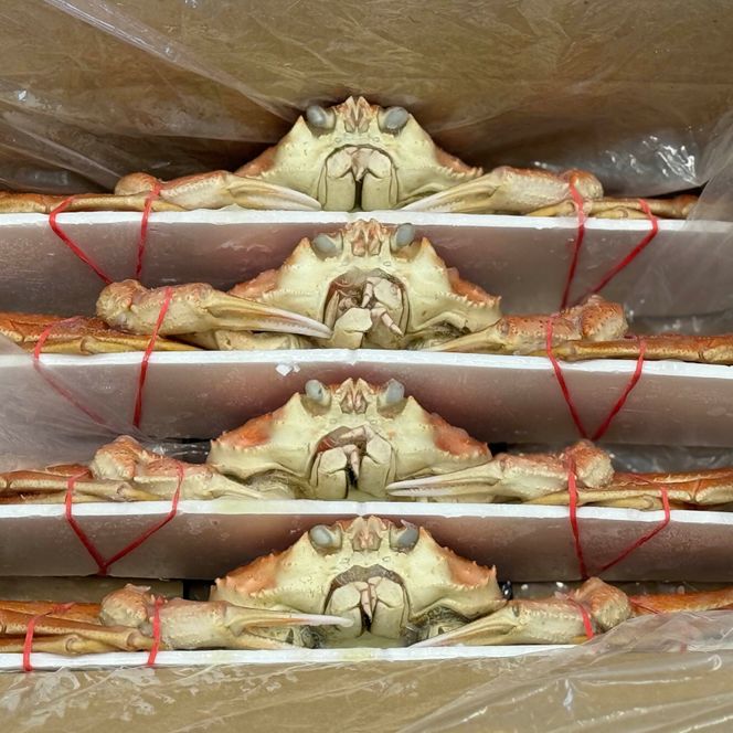 17-203 北海道産　ボイルオオズワイガニ姿　計1～1.5ｋｇ内外(3～4尾)