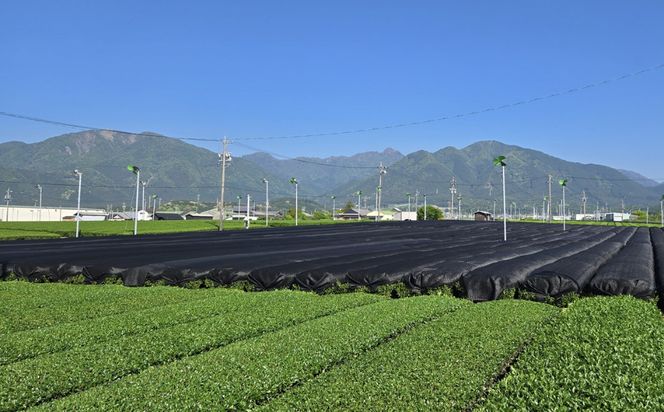 【先行予約・数量限定】玉露 4パック 一番茶の最高峰「玉露」 プレミアム・レアな美味しさ  創業130年を超える老舗  豊田宗平商店 【玉露抹茶 玉露抹茶ラテ 抹茶フラペチーノ 玉露ラテカスタム 高級日本茶 産地直送 老舗 三重県 四日市市】