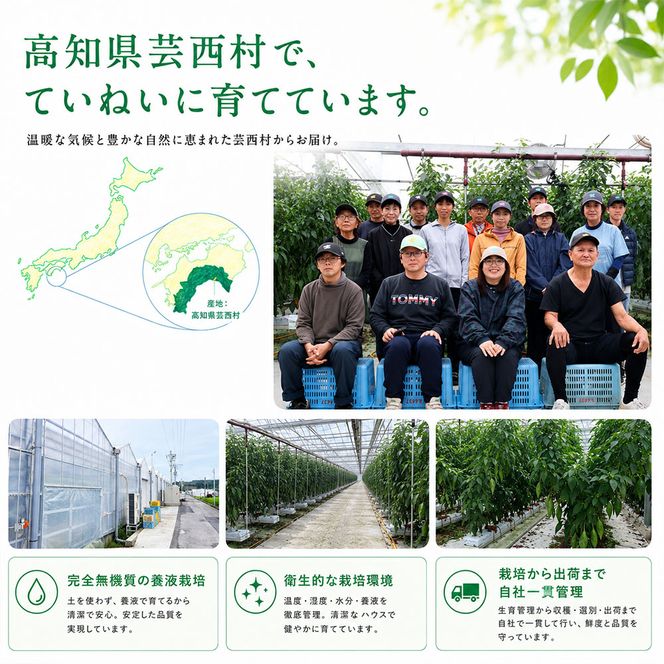 訳ありピーマン 1kg P.SUKE（ピースケ）野菜 新鮮 みずみずしい 肉厚 料理 サラダ スティック野菜 野菜炒め 肉詰め 青椒肉絲 高知県 芸西村