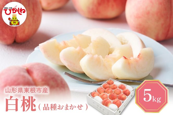 【2026年産 先行予約】 白桃 (品種おまかせ) 5kg 秀品 化粧箱入り 東根農産センター提供 山形県 東根市 hi027-259