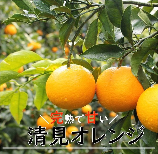 和歌山県有田産 完熟清見オレンジ 5kg（M～2Lサイズおまかせ）ひとつひとつ丁寧に厳選！生産者から直送