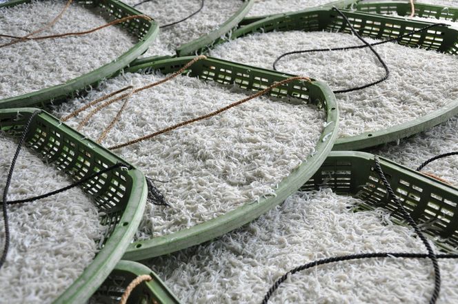 ふるさと特鮮釜揚げしらす 650g 【木箱】｜しらす 魚 鮮魚 減塩 採れたて 国産 お米 ご飯 ごはん  丼 ※北海道・沖縄・離島へのお届け不可 ※年末年始のお届け不可