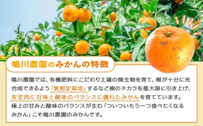 手が止まらない 訳あり 有田みかん 約3kg 大きさ無選別（2S〜3L） 糖度11度以上 鳴川農園 　［2026年11月以降発送予定］ FD01