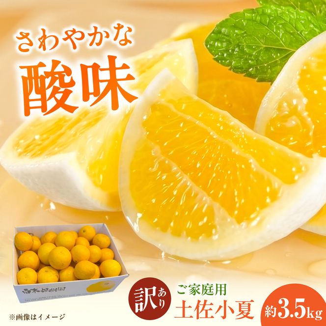 【先行予約】＜白木果樹園＞ 土佐小夏 訳ありご家庭用 約3.5kg 3.5キロ〈2027年5月下旬～6月下旬頃発送〉  / こなつ 柑橘 かんきつ 柑橘類 フルーツ 日向夏 ニューサマーオレンジ 西内小夏 果物【白木果樹園】 [BQAI033]
