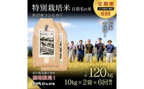 【通年受付】≪令和8年産≫【定期便／1ヶ月おき全6回】農家直送！魚沼産コシヒカリ特別栽培「白羽毛の米」精米(10kg×2袋)×6回 120kg お米 白米