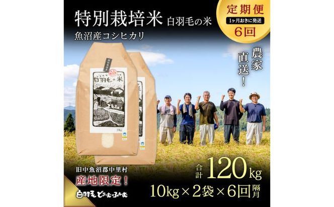 【通年受付】≪令和8年産≫【定期便／1ヶ月おき全6回】農家直送！魚沼産コシヒカリ特別栽培「白羽毛の米」精米(10kg×2袋)×6回 120kg お米 白米