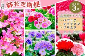 【先行受付9月より発送 数量･期間限定】鉢花 3回定期便 (9月・11月・1月お届け)【鉢花 ふるさと納税 定期便】(H069117)