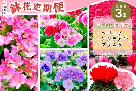 【数量限定】鉢花 3回定期便 (9月・11月・1月お届け) 【鉢花 ふるさと納税 定期便】(H069117)