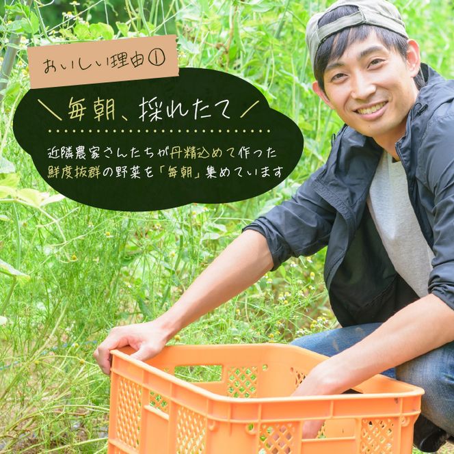 淡路島の旬の野菜セット（10～15種類程度）　野菜詰め合わせ