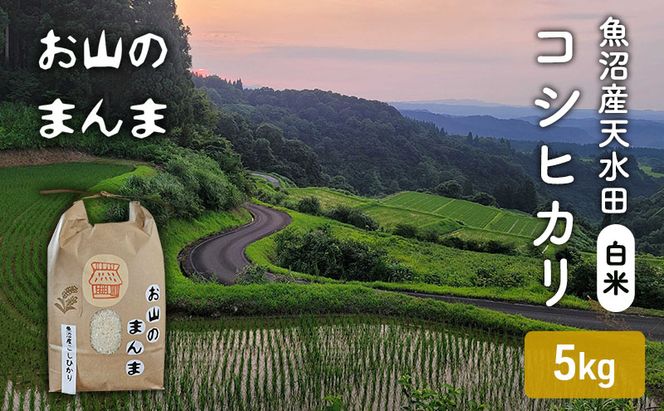 農家直送 新潟県十日町市 魚沼産天水田 コシヒカリ お山のまんま 白米 5kg お米 