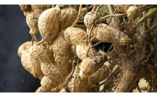 からいり 落花生 2種 3袋 詰合せ ( 化粧箱入 ) 野菜 豆 特産品 農園 自家栽培 ピーナッツ ピーナツ 源太豆 ふる里の味 おつまみ ビールのお供 国産 茨城 ギフト 贈答用 [AD013us]