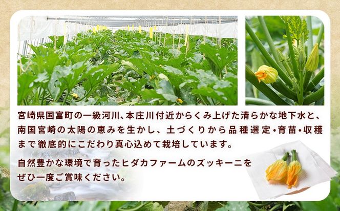 ＜あなたにズッキーニの花 8個＞翌月末迄に順次出荷【 野菜 青果 国産 料理 アレンジ 天ぷら 】【b0916_hf】