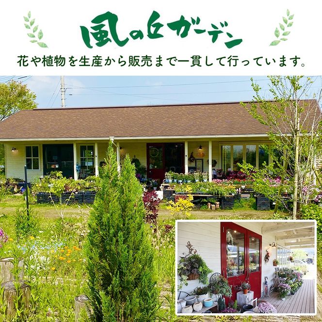 【母の日ギフト・先行予約受付】カーネーション（ピンク系5号鉢）母の日 カーネーション バスケット ラッピング ギフト仕様 ギフト 宮崎県 小林市