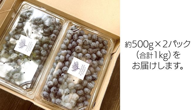 《 先行予約 》完熟 新鮮ブルーベリー 約1kg 【2025年6月上旬頃より発送開始】＜ 産地直送 ＞ ベリー 1kg 1キロ 甘い 甘酸っぱい 冷凍 大粒 おいしい 美味しい フルーツ 果物 くだもの おやつ 無農薬 農薬不使用 お取り寄せ お土産 贈り物 贈答 ギフト 国産 茨城 農園 [BK001us]