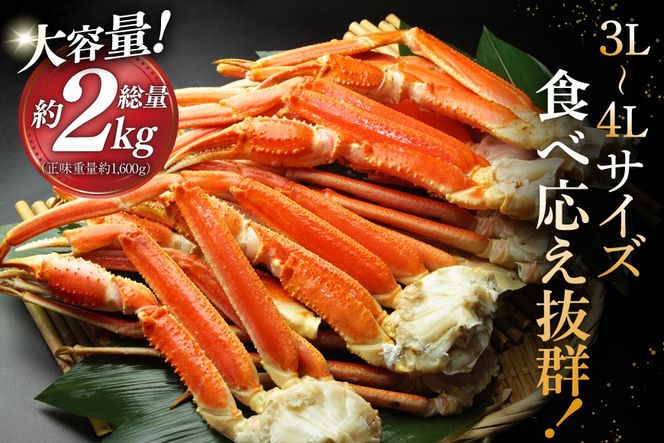 ボイル済み 本ずわいがに 脚 3L〜4L 総重量 2kg [カネダイ 宮城県 気仙沼市 20564764] カニ 蟹 ズワイガニ ずわい蟹 ズワイ蟹 ずわい ズワイ 海鮮 魚介類 カニ脚 蟹脚 足 ボイル ご褒美