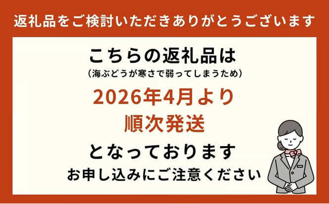 海ぶどうSuperLover　大容量1kgパック【2026年4月より順次発送】
