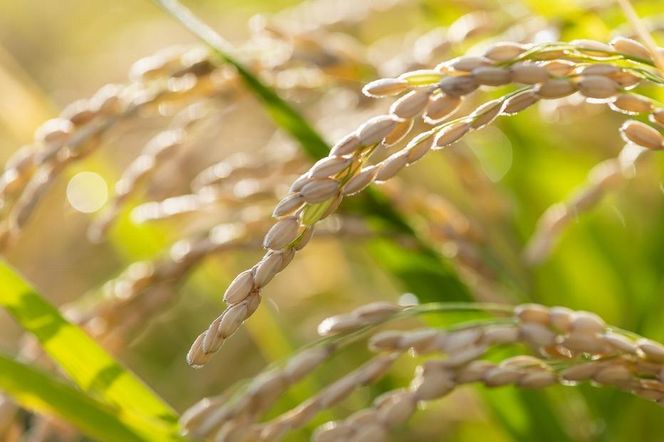 【令和7年産】 魚沼産コシヒカリ 「イネノハ 」精米(3kg×2) お米 白米 ご飯 産地直送 ミネラル 栄養分 こだわり 人気 新鮮 