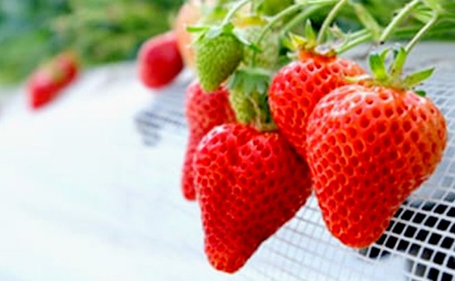 いちご いちご職人直送 白木のいちご 特選 あまおう (特大サイズ) 8粒 イチゴ 苺 果物 デザート ※配送不可：沖縄・離島