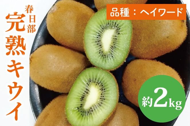 【先行予約】【12月上旬より発送開始】春日部完熟キウイ2kg【埼玉県 春日部市 キウイ キウイフルーツ 2kg 完熟 国産 フルーツ 果物 ヘイワード】(BG004）