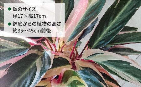 緑、白、赤の色合いが絶妙！『 ストロマンテ ・ トリオスター 』 糸島市 / cocoha [AWB019] インテリア 観葉植物 おしゃれ