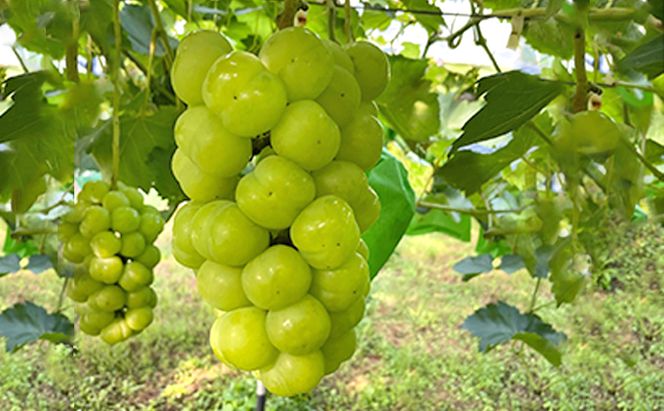 厳選 瀬戸ジャイアンツ 2～3房 合計1.6kg以上 産地直送 朝採れ ぶどう 葡萄 Kawahara Green Farm 岡山県産 2026年 果物 フルーツ 岡山のブドウ デザート 食べ物 国産 日本産 