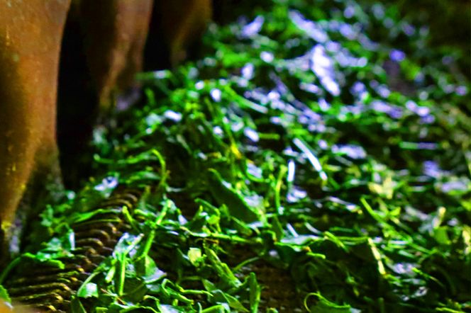 手摘み玉露と宇治茶2種のお詰合せ～宇治田原最高茶師～〈お茶 茶 煎茶 緑茶 茶葉 玉露 手摘み玉露 雁が音 茎茶 詰合せ 最高茶師 大臣賞 飲料 加工食品〉 