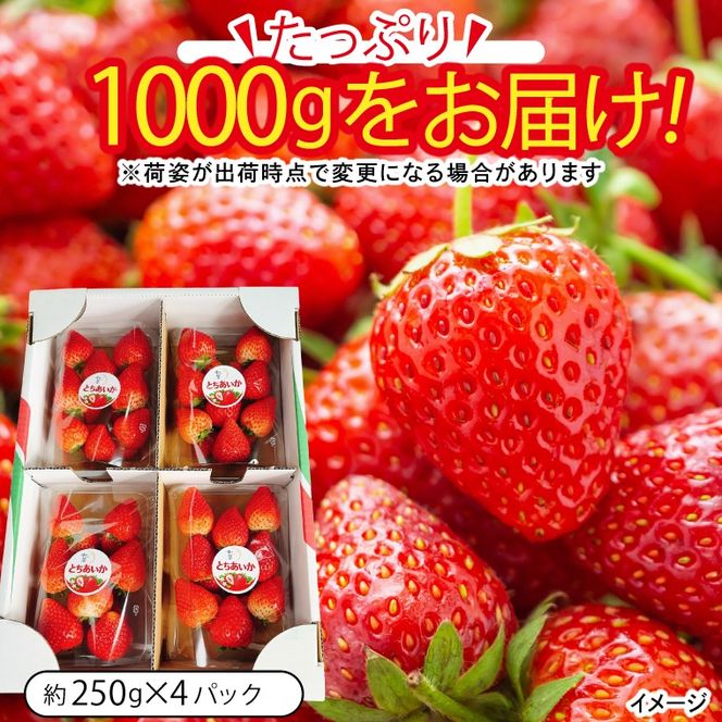 【先行予約】栃木県産 とちあいか 合計1,000g (250g以上×4パック) 農家直送 家庭用 和饗エコファーム【栃木県共通返礼品/高根沢町産】｜栃木県 ふるさと納税 いちご イチゴ 苺 旬 果物 フルーツ とちあいか(DW001)
