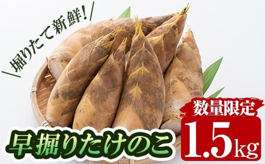a806  ＜先行予約受付中！2026年12月下旬～2027年2月末の間に発送予定＞数量限定！早堀り筍(正味約1.5kg)【夢竺山株式会社】国産 早堀り たけのこ タケノコ 筍 竹の子