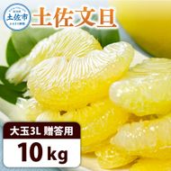＜土佐市産＞土佐文旦 大玉 贈答品 3Lサイズ 約10kg 白木果樹園 返礼品 高知県 土佐市