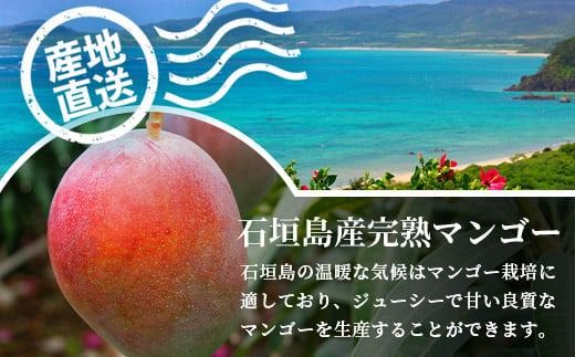 ［予約受付］美ら姫マンゴー1kg（完熟・アーウィン種）≪2026年7月中旬～順次発送≫【 産地直送 沖縄県 石垣市 マンゴー フルーツ 果物 南国 石垣島 】CB-1