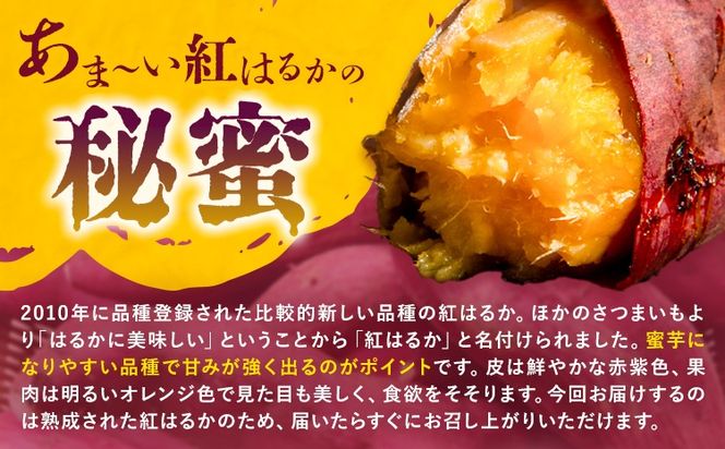 さつまいも 熊本県産 紅はるか 選べる 3.5kg 5kg 日本フルーツ株式会社《11月下旬-6月上旬頃出荷》熊本県 大津町 さつまいも 薩摩芋 からいも 紅はるか デザート 料理 おやつ 蜜芋 野菜 芋 いも ---oz_nfbh_cf116_25_7000_3kg---